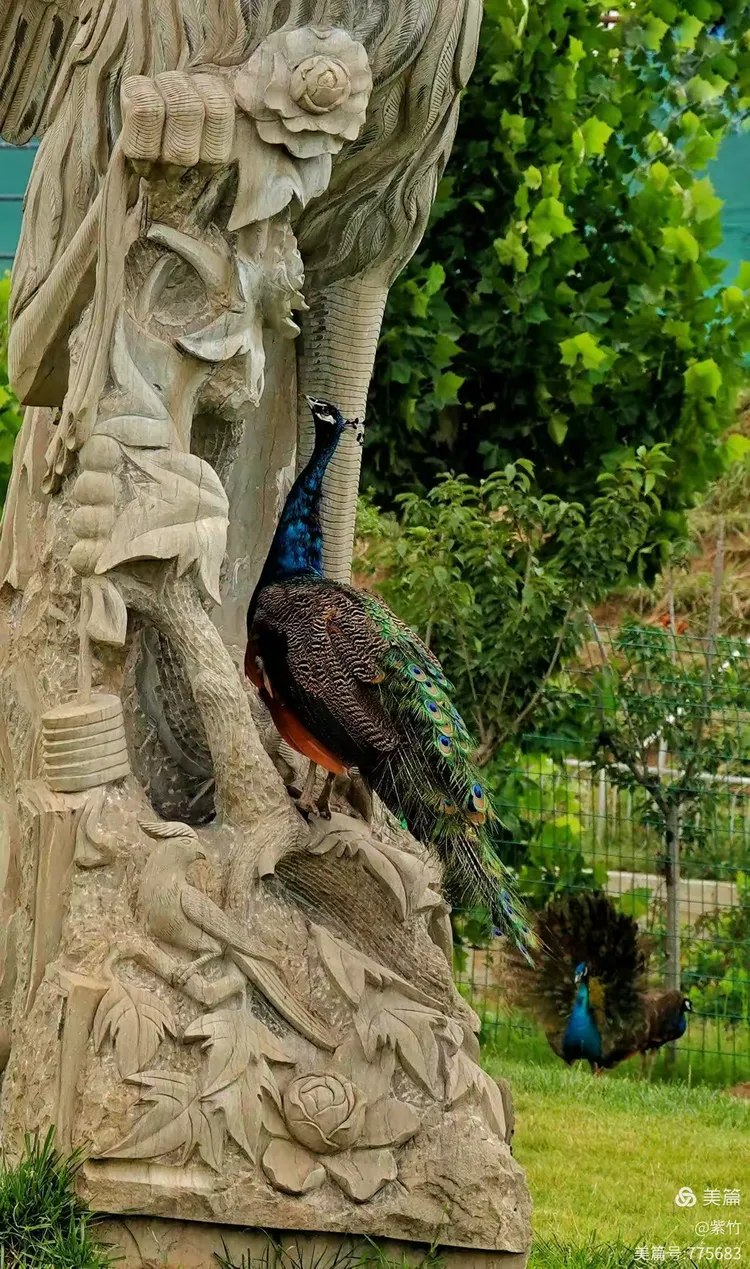 孔雀飞舞送平安